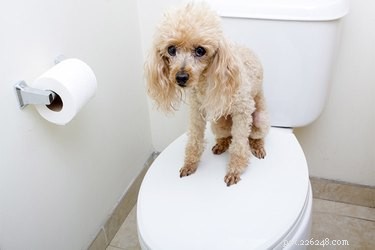 私の犬はあまりにも頻繁にトイレに行きます 