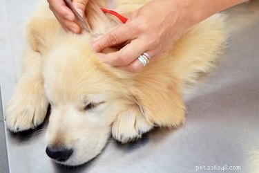 Identifiera fästingar vs. hudtaggar på hundar