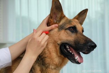 Identificação de carrapatos versus marcas de pele em cães