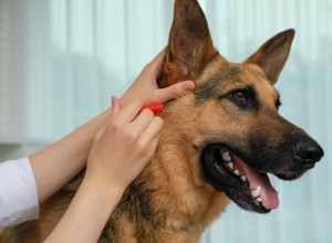 Identifier les tiques par rapport aux acrochordons sur les chiens