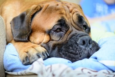 Doença renal e glicose alta em cães
