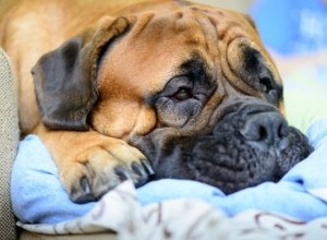 Maladie rénale et hyperglycémie chez le chien