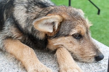 Un morso di tafano può ferire un cane? 