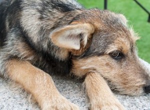 アブの咬傷は犬を傷つけることができますか？ 