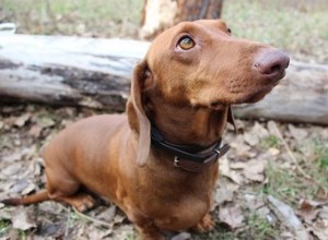 Combien de temps une tique peut-elle vivre sur un chien ?