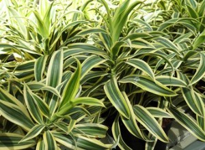 Le Dracaena Marginata est-il toxique pour les chiens ? 