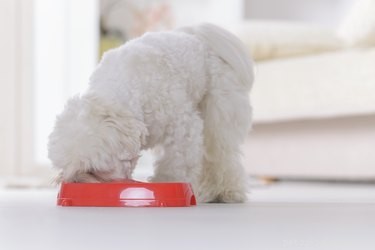 Är mört dåliga för hundar att äta?