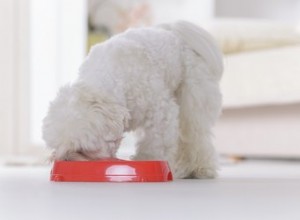 ゴキブリは犬が食べるのに悪いですか？ 