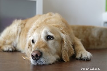 강아지가 슬퍼하는 이유는 무엇입니까?