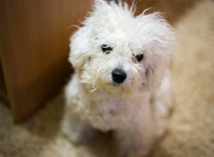 明るい色の犬はより多くの皮膚の問題を抱えていますか？ 