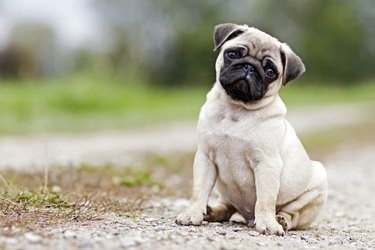 Où se trouvent les glandes anales d un chien ?