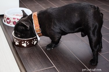 食事療法は犬の尿に結晶を引き起こす可能性がありますか？ 
