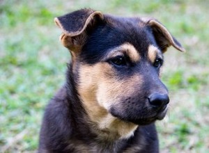 子犬の気管虚脱はどのくらい一般的ですか？ 