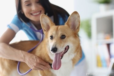 Les chiens peuvent-ils transmettre le parvovirus aux humains ?