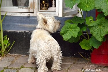 Is klimop giftig voor honden?