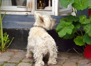 アイビーは犬に有毒ですか？ 