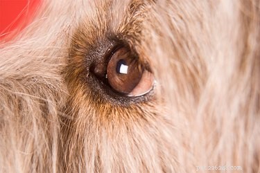 Quais são as manchas pretas no olho do meu cachorro?