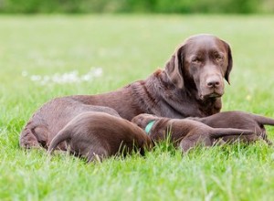 Les chiens commencent-ils à allaiter avant ou après l accouchement ?