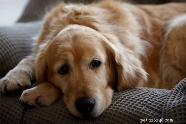 Epatite non infettiva in un cane