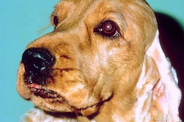 Lipidose da córnea em um canino
