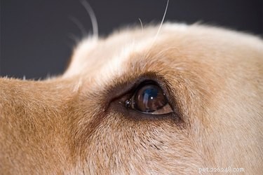 Hepatisk nodulär hyperplasi hos en hund