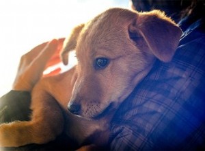 Prendre soin d un chiot atteint de pneumonie