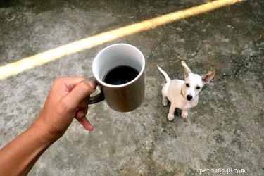 Wat kan er gebeuren als uw hond koffie drinkt?