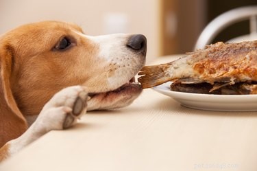 Är kokta räkor OK för hundar?