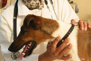 Malattia del deperimento canino