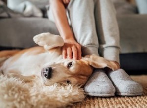 あなたの犬が臭い肛門腺を持っている場合の対処法 