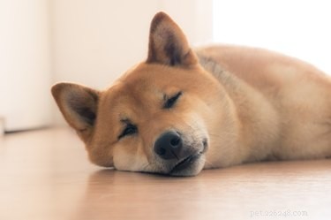 Vad händer om en hund andas hårt när han sover?