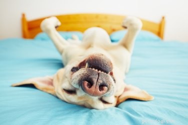 Vad händer om en hund andas hårt när han sover?