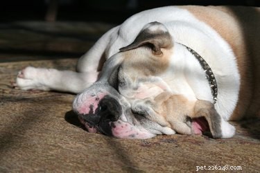 Wat gebeurt er als een hond hard ademt tijdens het slapen?