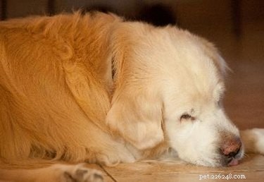 犬の夜尿症に対処する方法 