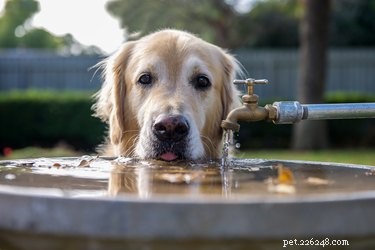 Vad får en hund att flåsa när den inte är varm eller törstig?