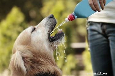 Wat doet een hond hijgen als hij niet warm of dorstig is?