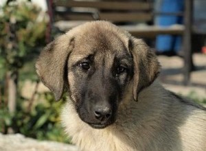 Qu est-ce qui cause le taux élevé de cétones chez un chien ?