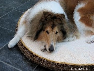ゲンチアナバイオレットの犬の癒しのホットスポット 