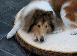 Guérir les points chauds chez les chiens avec le violet de gentiane