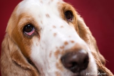 Proč jsou oči bělmo vašich psů červené?
