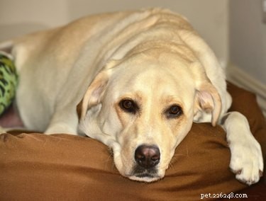 Каковы методы лечения образования серомы у собак?