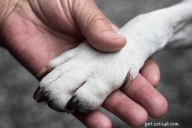 Wat zijn de behandelingen voor voetschimmel en gist bij hondenpoten?