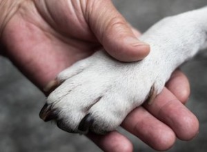 Jaké jsou způsoby léčby plísní a kvasinek na psích tlapkách?