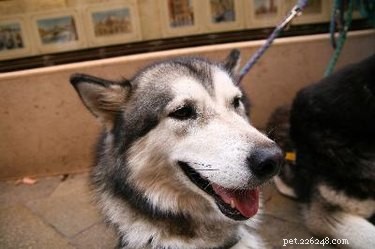 Hoe behandel je een hond met snijwonden van prikkeldraad