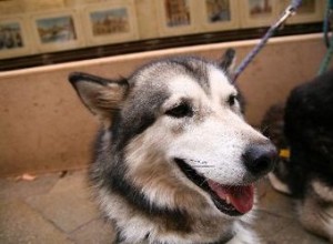 Comment traiter un chien avec des coupures de fil de fer barbelé