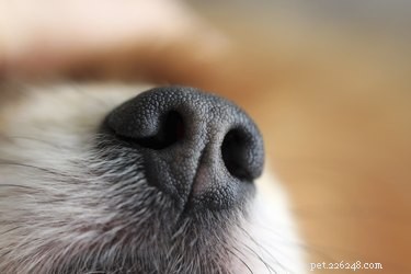 Jak se starat o řezné rány na nose psa