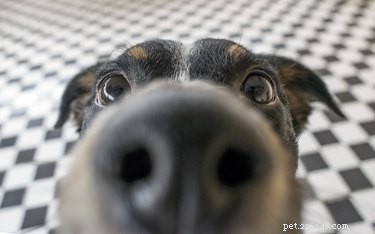 Hoe zorg je voor snijwonden op de neus van een hond