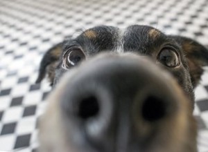 Comment soigner les coupures sur le nez d un chien