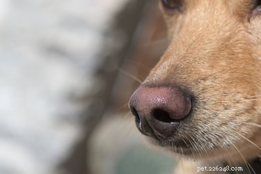 Como cuidar de cortes no nariz de um cachorro