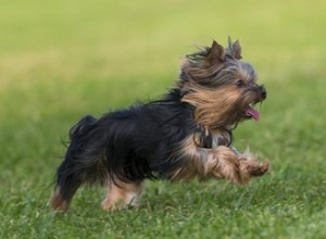 Proč se můj Yorkie třese